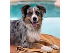 Adopt Oh a Brown/Chocolate - with White Australian Shepherd / Mixed dog in