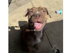 Adopt Whitney a American Pit Bull Terrier / Mixed dog in San Diego