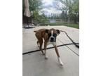 Adopt Bowie a Tan/Yellow/Fawn - with White Boxer / Mixed dog in Highlands Ranch