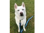 Adopt Scout a White - with Gray or Silver Husky / Australian Shepherd / Mixed