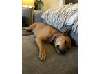 Adopt Rosie-Mary a Red/Golden/Orange/Chestnut Mutt / Mixed dog in Yucca Valley