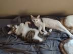 Adopt Snow a Calico or Dilute Calico Domestic Shorthair / Mixed (short coat) cat