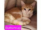 Adopt Buttercup a Domestic Shorthair / Mixed (short coat) cat in Jim Thorpe