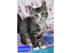 Adopt Denny a Domestic Shorthair / Mixed (short coat) cat in Jim Thorpe