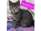Adopt Addison a Domestic Shorthair / Mixed (short coat) cat in Jim Thorpe
