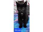 Adopt Sloan a Domestic Shorthair / Mixed (short coat) cat in Jim Thorpe