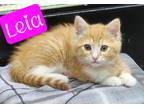 Adopt Leia a Domestic Shorthair / Mixed (short coat) cat in Jim Thorpe