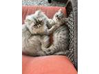 Adopt Oliver a Gray, Blue or Silver Tabby Exotic / Mixed (long coat) cat in