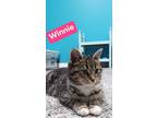 Adopt Winnie a Domestic Shorthair / Mixed (short coat) cat in Kendallville