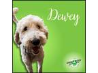 Adopt Dewey a Labrador Retriever