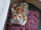 Adopt Autumn a Calico or Dilute Calico American Shorthair / Mixed (short coat)