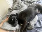 Adopt Zues a Black - with White Labrador Retriever / Mixed dog in Lakewood