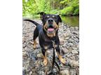 Adopt Rose a Rottweiler / Mixed dog in Port Alberni, BC (41243169)