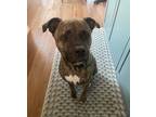 Adopt Hoss a Brindle Boxer / American Pit Bull Terrier / Mixed dog in Richmond