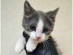 Adopt a Gray or Blue Domestic Mediumhair cat in Wildomar, CA (41456444)