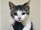 Adopt a Gray or Blue Domestic Mediumhair cat in Wildomar, CA (41456443)
