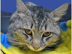 Adopt a Gray or Blue Domestic Longhair cat in Wildomar, CA (41456442)