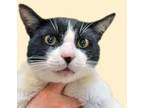 Adopt a All Black Domestic Shorthair cat in Wildomar, CA (41456441)