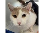 Adopt Theo a Domestic Short Hair