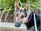 Adopt Pepper a Brown/Chocolate German Shepherd Dog dog in Wildomar