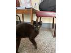 Adopt Harmony a All Black Domestic Shorthair / Mixed (short coat) cat in LAS