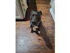 Adopt Monet a Black Mutt / American Pit Bull Terrier / Mixed dog in Tuscaloosa