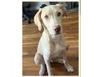 Adopt Landon a Tan/Yellow/Fawn Labrador Retriever / Whippet / Mixed dog in