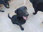 Adopt Bluey a Black German Shepherd Dog / Labrador Retriever / Mixed dog in