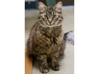 Adopt Monica a Brown Tabby Domestic Longhair / Mixed Breed (Medium) / Mixed