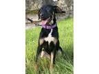 Adopt Jemma a Black Shepherd (Unknown Type) / Plott Hound / Mixed dog in San
