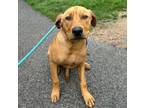 Adopt Pretty Boy Floyd a Brown/Chocolate Labrador Retriever / Mixed Breed