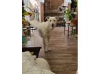 Adopt Glenda a White Labrador Retriever / Mixed dog in Santa Fe, TX (41456396)