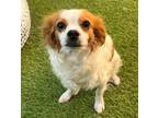 Adopt Cantaloupe a Red/Golden/Orange/Chestnut Cavalier King Charles Spaniel /