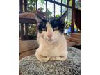Adopt Hero a White Domestic Shorthair / Domestic Shorthair / Mixed cat in