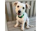 Adopt Blueberry a White Poodle (Miniature) / Mixed Breed (Medium) / Mixed (short