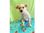 Adopt Gio a Tan/Yellow/Fawn Terrier (Unknown Type, Small) / Mixed dog in