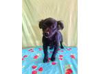 Adopt Banx a Black Terrier (Unknown Type, Medium) / Mixed Breed (Medium) / Mixed