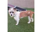 Adopt Brandi 3 a White Terrier (Unknown Type, Small) / Mixed dog in Phoenix