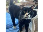 Adopt Spot 3 a All Black Domestic Shorthair / Domestic Shorthair / Mixed cat in