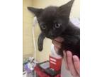 Adopt Fairy a All Black Domestic Shorthair / Domestic Shorthair / Mixed cat in