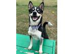 Adopt Rebel Yell a Black Husky / Mixed dog in San Antonio, TX (41441429)