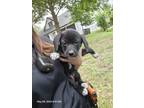 Adopt Dahlia a Black Retriever (Unknown Type) / Mixed dog in Arlington