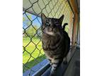 Adopt Cat a Domestic Shorthair / Mixed cat in Powell River, BC (41250440)
