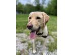 Adopt Coco a Tan/Yellow/Fawn Labrador Retriever / Mixed dog in Corydon