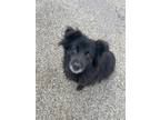 Adopt Charley a Black - with Tan, Yellow or Fawn Spitz (Unknown Type