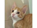 Adopt Henry a Domestic Shorthair / Mixed cat in Walnut Creek, CA (41456360)