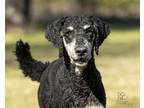 Adopt Presley a Standard Poodle