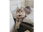 Adopt Rosie a Calico or Dilute Calico Siberian / Mixed (medium coat) cat in