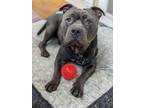 Adopt Ferdinand a Black American Staffordshire Terrier / Mixed dog in San Jose