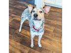 Adopt Rolland a Gray/Silver/Salt & Pepper - with White Australian Cattle Dog /